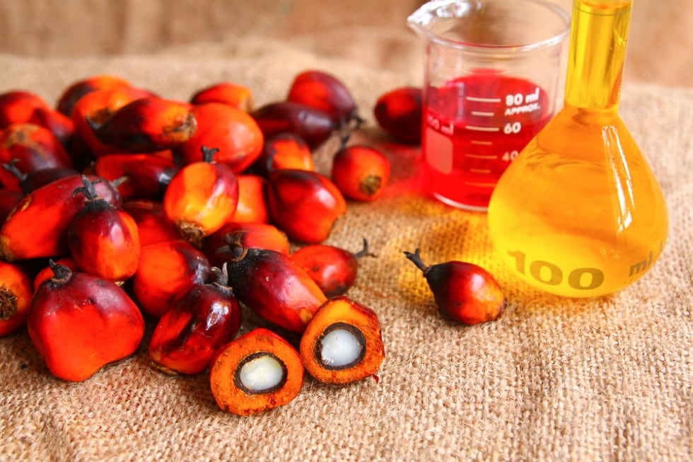 Perché l'olio di palma fa male