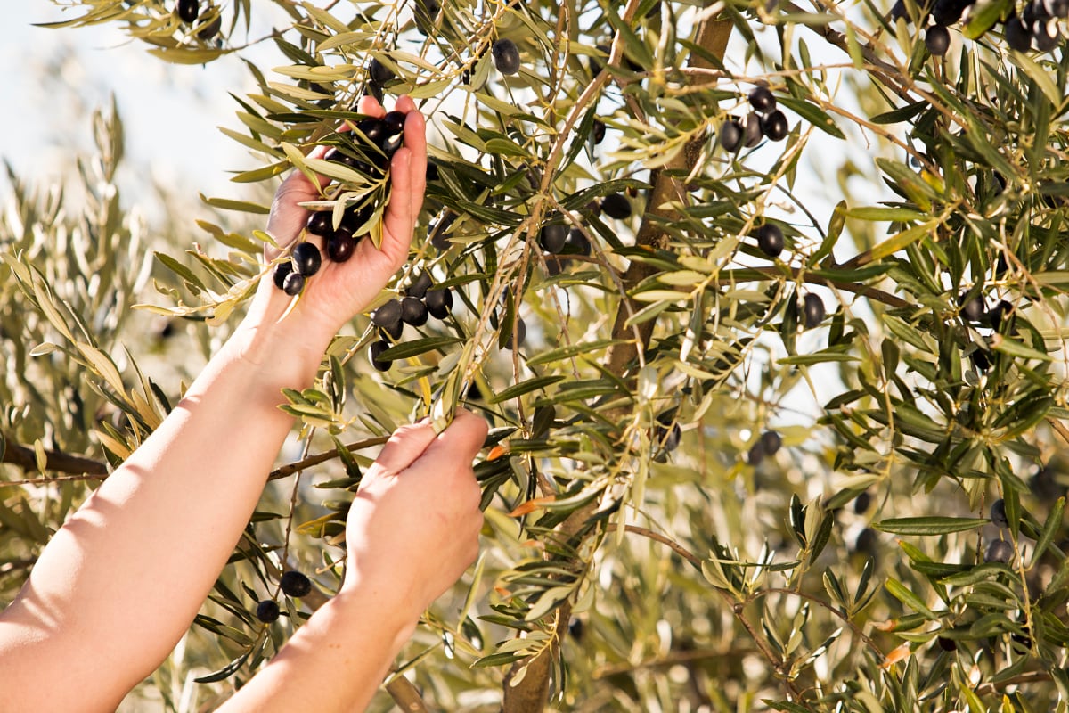 L'olio extravergine d'oliva è buono per la salute e per l'ambiente, ne parliamo con Carapelli