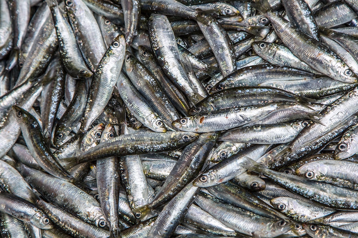 Pesce povero: tipologie, proprietà, usi e ricette per gustarlo al meglio