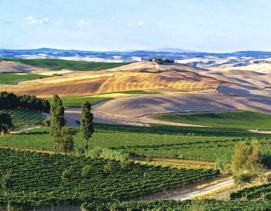 Brunello di Montalcino