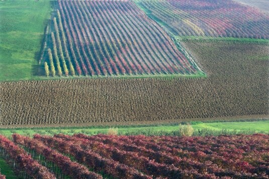 Lambrusco