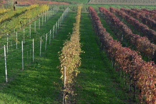 Lambrusco