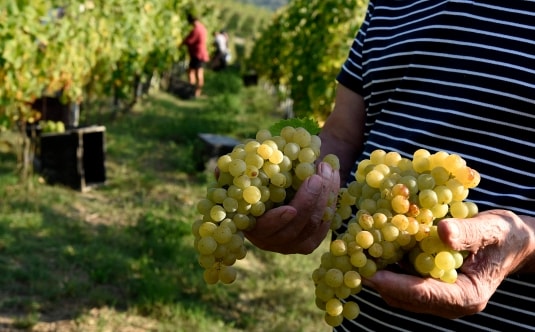 Moscato d’Asti e Asti spumante
