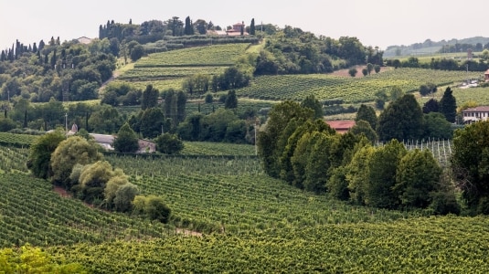 Bardolino e Chiaretto di Bardolino