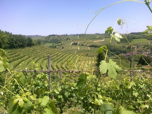Malvasia