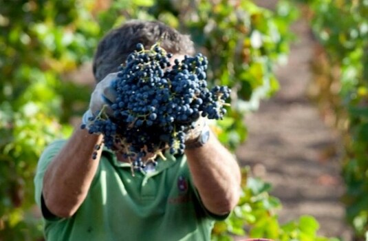 Malvasia