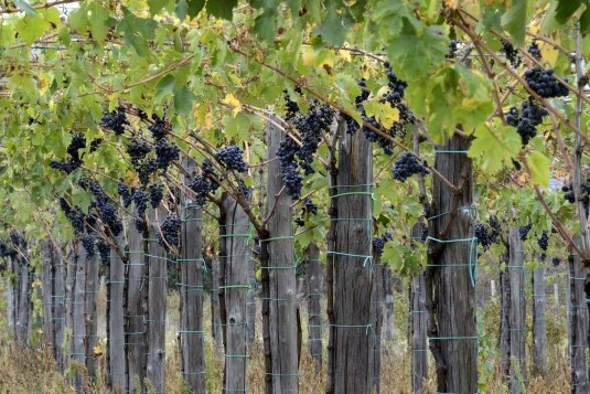 Montepulciano
