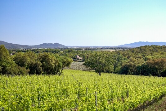 Vermentino
