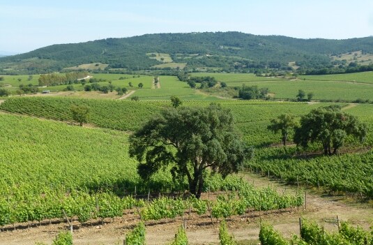 Vermentino