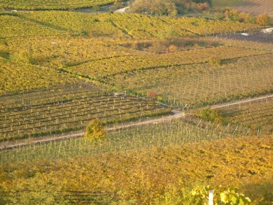 Soave paradisino