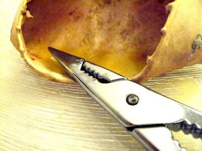 Appunti Diviàggio: La Conchiglia a Marina di Massa