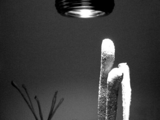 Appunti Diviàggio: Alice a Milano