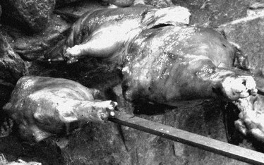 Appunti Diviàggio: Pedras Rujas a Posada