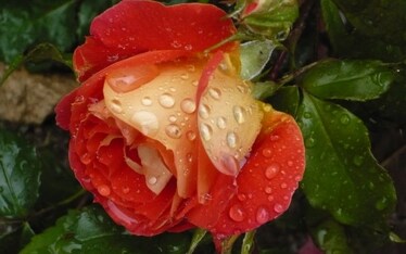 Rosae Rosarum