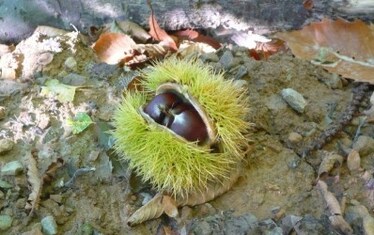 Il solito, primaverile autunno.