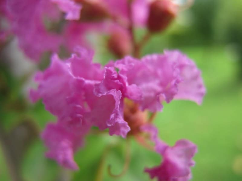 Apparizioni | Lagerstroemia Indica