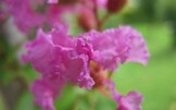 Apparizioni | Lagerstroemia Indica