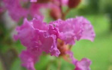 Apparizioni | Lagerstroemia Indica