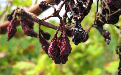 Biologico | To bio or not to bio