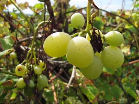 Biologico | To bio or not to bio