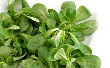 Il Sabato del Villaggio | L'auspicabile obliterazione della valerianella.