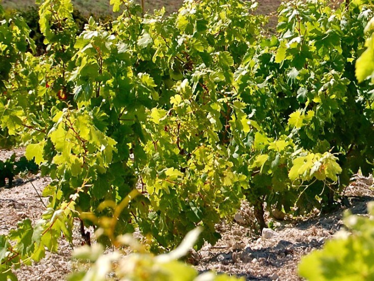 Vermentino in cinque modi, come le dita di una mano.