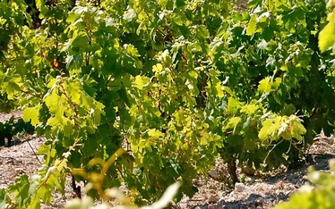 Vermentino in cinque modi, come le dita di una mano.