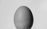 Pascua Konqui Woy