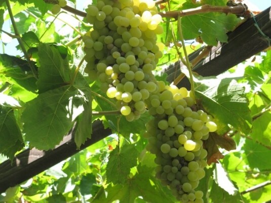 Art Space Winery, Santorini