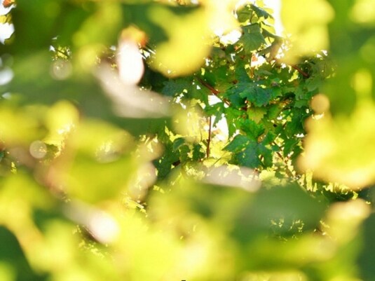 Fabio D'Uffizi | Riflessi d'Erbaluce