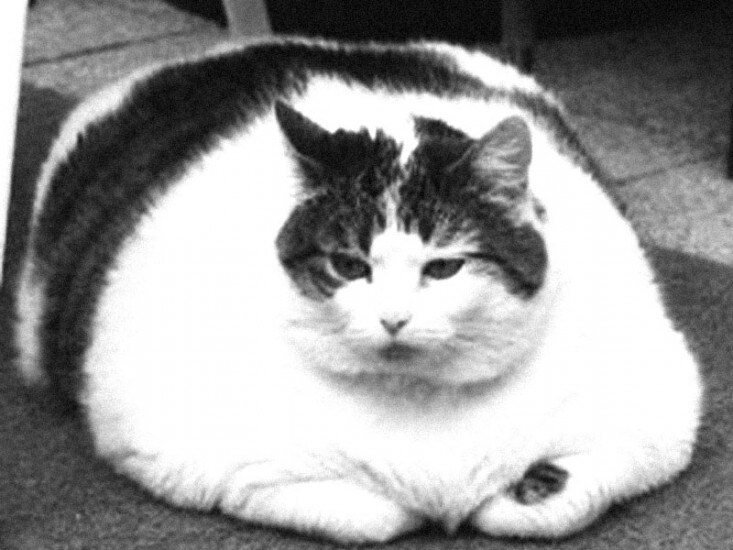 Il Sabato del Villaggio | L'impressionante distanza che passa tra chi mangia per vivere e noi, che abitiamo un altro pianeta