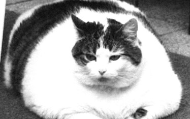 Il Sabato del Villaggio | L'impressionante distanza che passa tra chi mangia per vivere e noi, che abitiamo un altro pianeta