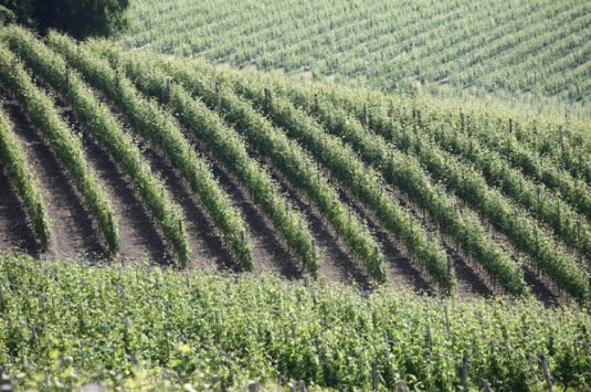 Appunti Dilùce | Langhedòc