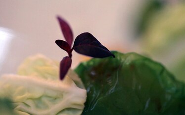 Lorenzo Cogo | Frammenti di masticabile immaginazione