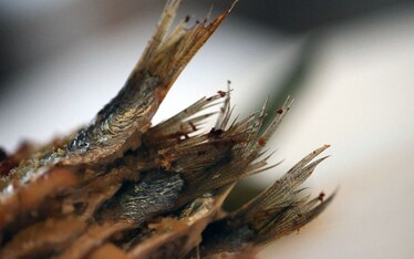 Sono tornato all'EVO e non sono morto