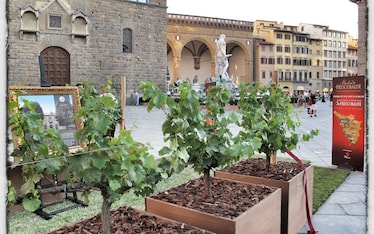 La vigna di Palazzo Vecchio nella Firenze dei Frescobaldi