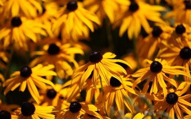 Il Sabato del Villaggio | Franza o Spàgna... purché se màgna.