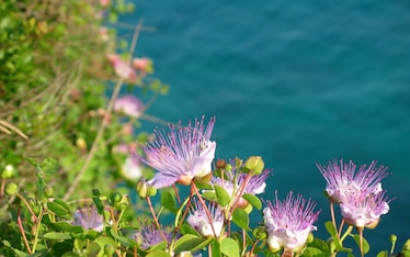 Dilemmi | Càpperi, i cucùnci!