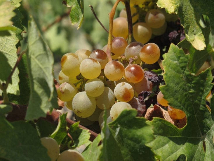 Il Sabato del Villaggio | Prepariamoci all'esondazione che terremoterà l'esodo della vendemmia del miliardennio