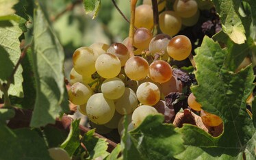 Il Sabato del Villaggio | Prepariamoci all'esondazione che terremoterà l'esodo della vendemmia del miliardennio