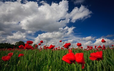 Una nuova speranza per i celiaci