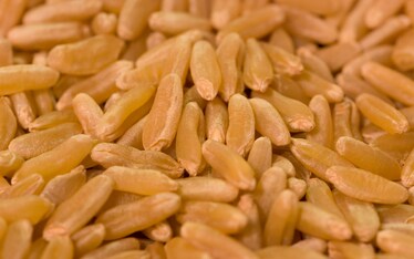 Odi et amo: il Kamut