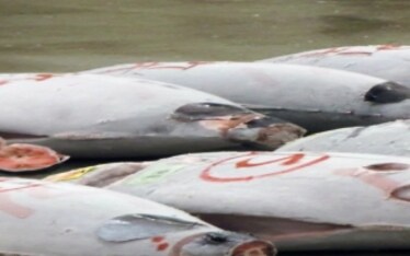 Giappone | Il mercato del pesce di Tsukiji