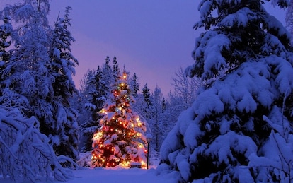Il Natale degli alberi