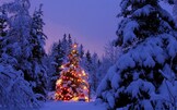 Il Natale degli alberi