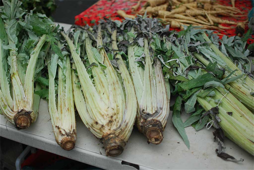 Il cardo, dalla lana alla tavola ricetta Il cardo, dalla lana alla tavola