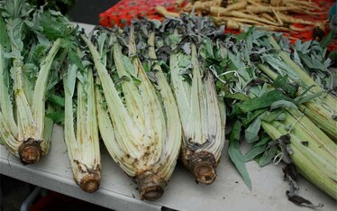 Il cardo, dalla lana alla tavola