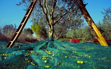 Liscio come l'olio