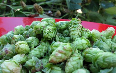 Chi beve birra campa cent'anni