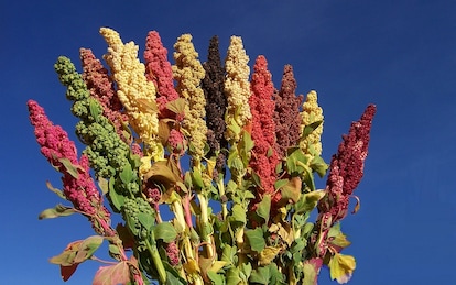 La rivincita della quinoa